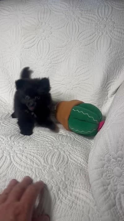 Licorice, a female Pomeranian for sale in Terrell, TX – 8 of 8