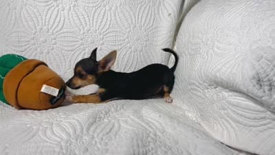 Pixie, a female Chihuahua for sale in Terrell, TX – 9 of 9