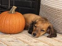 Liam, a male Miniature Dachshund for sale in Terrell, TX – 6 of 10