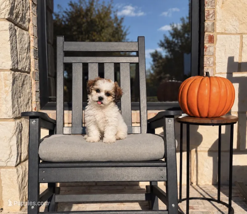 Tate  – Shihpoo puppy for sale in Terrell, TX