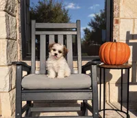 Tate , a male Shihpoo for sale in Terrell, TX – 1 of 10