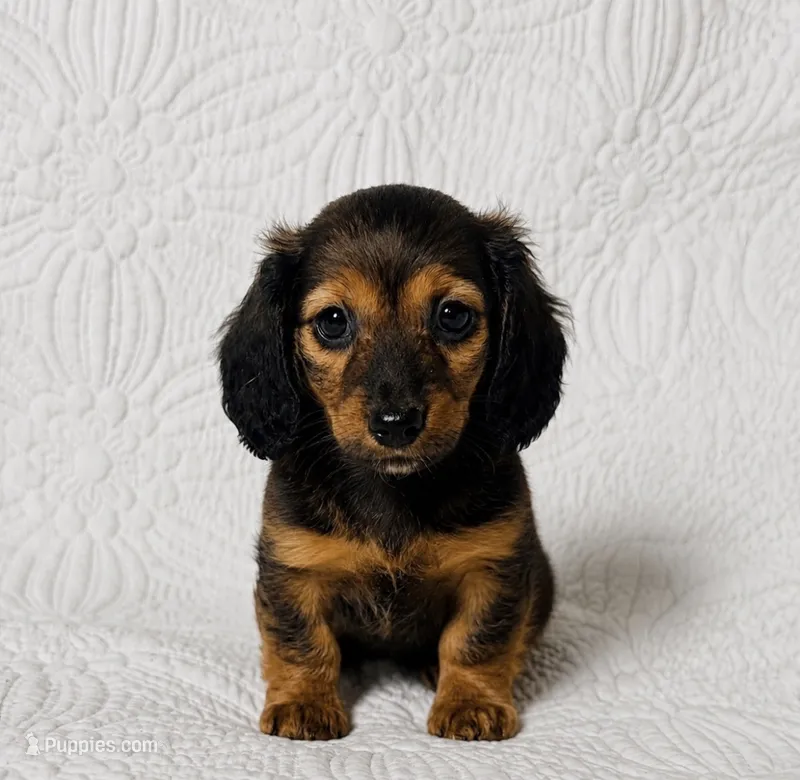 Dolly  – Miniature Dachshund puppy for sale in Terrell, TX
