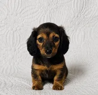 Dolly , a female Miniature Dachshund for sale in Terrell, TX – 1 of 7