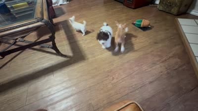 Tipper, a male Chihuahua for sale in Terrell, TX – 5 of 6