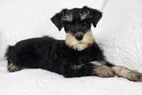 Harley, a female Miniature Schnauzer for sale in Terrell, TX – Photo 2 of 4