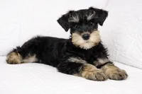 Harley, a female Miniature Schnauzer for sale in Terrell, TX – Photo 3 of 4