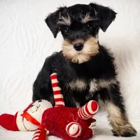 Harley, a female Miniature Schnauzer for sale in Terrell, TX – Photo 1 of 4