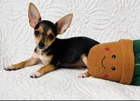 Pixie, a female Chihuahua for sale in Terrell, TX – 2 of 9