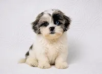 Blue, a male Shihpoo for sale in Terrell, TX – 4 of 8