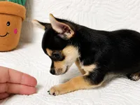 Princess, a female Chihuahua for sale in Terrell, TX – 2 of 10
