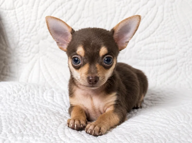 Peanut  – Chihuahua puppy for sale in Terrell, TX