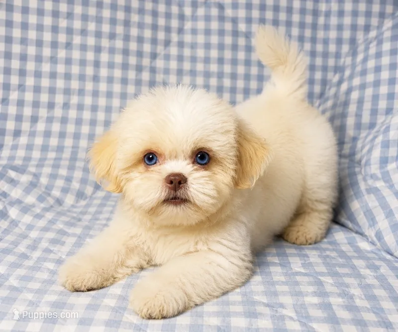 Connor  – Shih Tzu puppy for sale in Terrell, TX