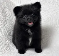 Licorice, a female Pomeranian for sale in Terrell, TX – 3 of 8