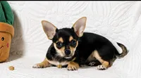 Princess, a female Chihuahua for sale in Terrell, TX – 4 of 10