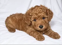 Emmy , a female Cockapoo for sale in Terrell, TX – 3 of 4