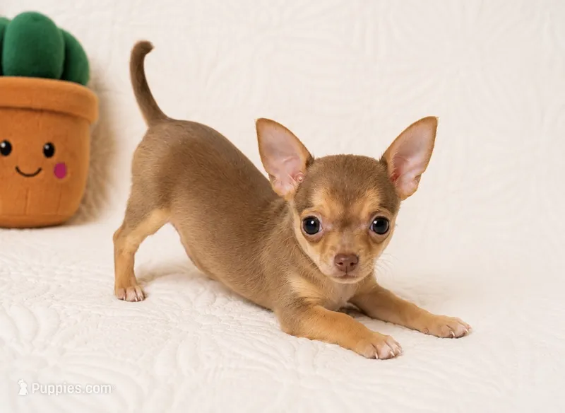 Timmy  – Chihuahua puppy for sale in Terrell, TX