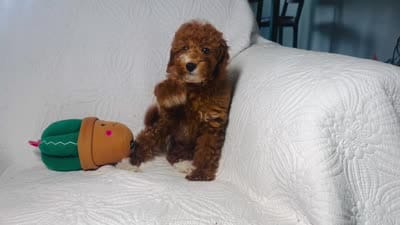 Cindy , a female Cockapoo for sale in Terrell, TX – 8 of 9