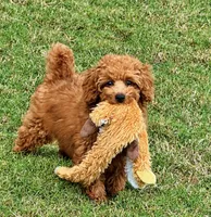 Tara, a female Miniature Goldendoodle for sale in Terrell, TX – 7 of 10