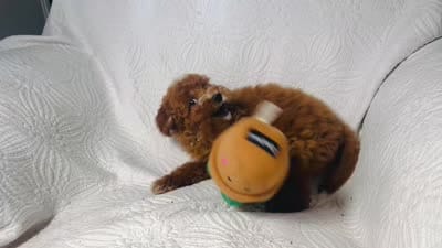 Cindy , a female Cockapoo for sale in Terrell, TX – 9 of 9