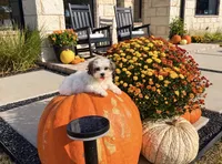 Tiffany,, a female Shihpoo for sale in Terrell, TX – 6 of 8