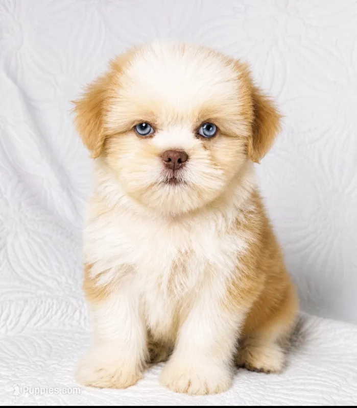 Princess  – Shih Tzu puppy for sale in Terrell, TX