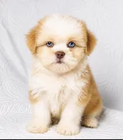 Princess , a female Shih Tzu for sale in Terrell, TX – 1 of 8
