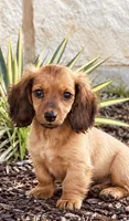 Liam, a male Miniature Dachshund for sale in Terrell, TX – 3 of 10