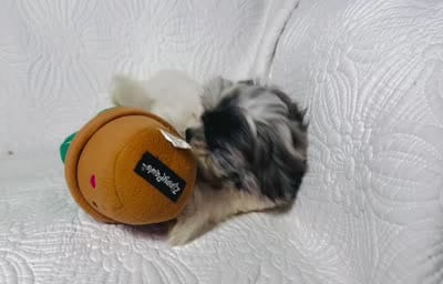 Blue, a male Shihpoo for sale in Terrell, TX – 8 of 8
