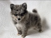 Cody , a male Pomeranian for sale in Terrell, TX – 5 of 8
