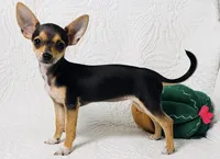 Pixie, a female Chihuahua for sale in Terrell, TX – 5 of 9