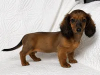 Lexie, a female Miniature Dachshund for sale in Terrell, TX – 2 of 7