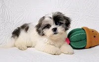 Blue, a male Shihpoo for sale in Terrell, TX – 2 of 8