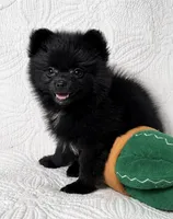 Licorice, a female Pomeranian for sale in Terrell, TX – 4 of 8