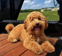 Oscar , a male Miniature Goldendoodle for sale in Terrell, TX – Photo 1 of 6