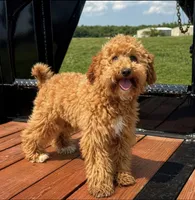 Oscar , a male Miniature Goldendoodle for sale in Terrell, TX – Photo 6 of 6