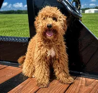 Oscar , a male Miniature Goldendoodle for sale in Terrell, TX – Photo 4 of 6