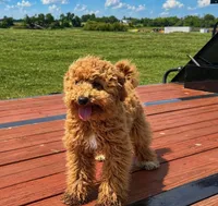 Oscar , a male Miniature Goldendoodle for sale in Terrell, TX – Photo 3 of 6