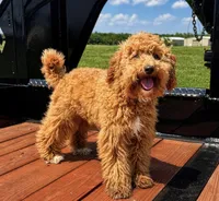 Oscar , a male Miniature Goldendoodle for sale in Terrell, TX – Photo 2 of 6