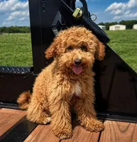 Oscar , a male Miniature Goldendoodle for sale in Terrell, TX – Photo 5 of 6
