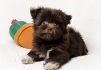 Mocha , a female Pomapoo and Poodle - Toy  for sale in Terrell, TX – 2 of 8
