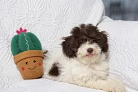 Jack, a male Cockapoo for sale in Terrell, TX – 2 of 8