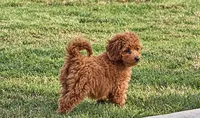 Tara, a female Miniature Goldendoodle for sale in Terrell, TX – 5 of 10