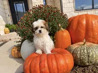 Cupcake , a female Shihpoo for sale in Terrell, TX – 5 of 9