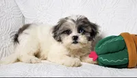 Blue, a male Shihpoo for sale in Terrell, TX – 5 of 8