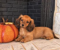 Liam, a male Miniature Dachshund for sale in Terrell, TX – 7 of 10