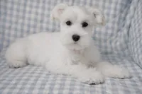 Daisy , a female Miniature Schnauzer for sale in Terrell, TX – Photo 1 of 5