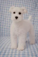 Daisy , a female Miniature Schnauzer for sale in Terrell, TX – Photo 3 of 5