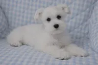 Daisy , a female Miniature Schnauzer for sale in Terrell, TX – Photo 2 of 5