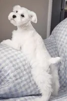 Daisy , a female Miniature Schnauzer for sale in Terrell, TX – Photo 4 of 5