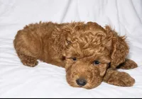 Emmy , a female Cockapoo for sale in Terrell, TX – 4 of 4